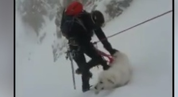 Cane bloccato sul Terminillo a 2000 metri: il salvataggio del Soccorso alpino