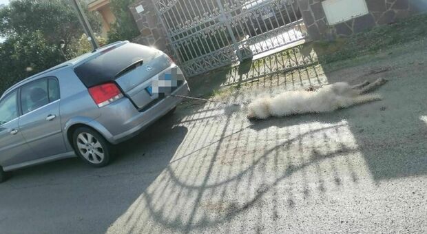 Salento, uccide il cane trascinandolo con l'auto: denunciato
