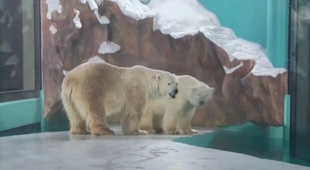 L'hotel con gli orsi polari in cattività messi in bella mostra, l'apertura fa infuriare il web