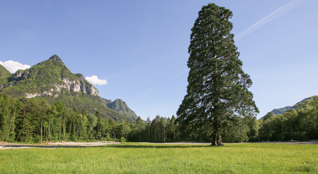 La sequoia gigante di Longarone