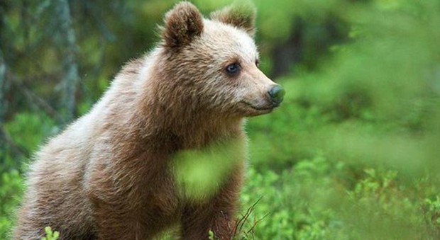 L'orso Elisio, "scienziato" con radiocollare, abbattuto da un cacciatore in Slovenia