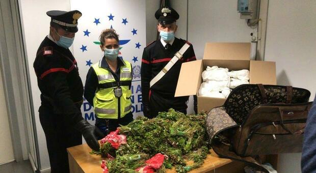 Ancona, arrivano dall'Africa con la droga "tropicale": presi all'aeroporto con 76 chili di Qat nelle valigie
