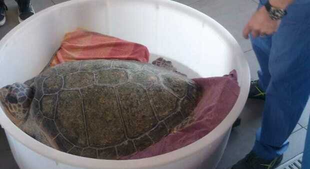 Una delle due tartarughe salvate nei giorni scorsi