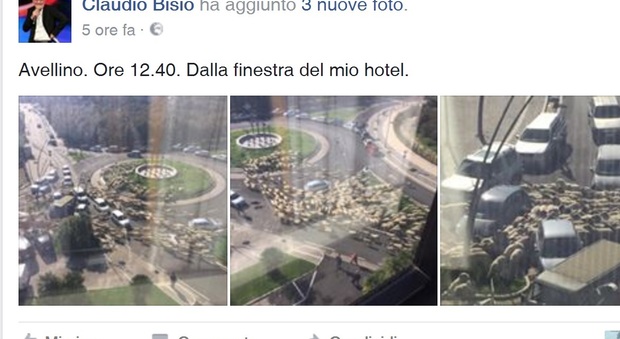 Le pecore sulla rotonda Bisio su Facebook Ecco cosa vedo ad Avellino