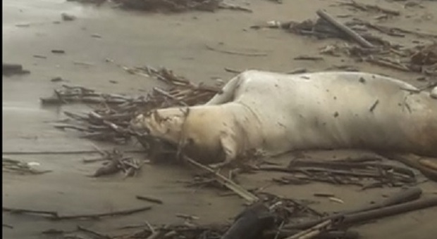 Latina, rinvenuta sulla spiaggia la carcassa di un dogo argentino