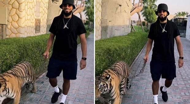 Il calciatore a spasso con la tigre al guinzaglio: la foto choc che indigna i social