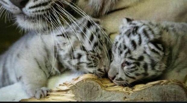 Lo zoo di L'Avana festeggia la nascita di quattro cuccioli di tigri del Bengala