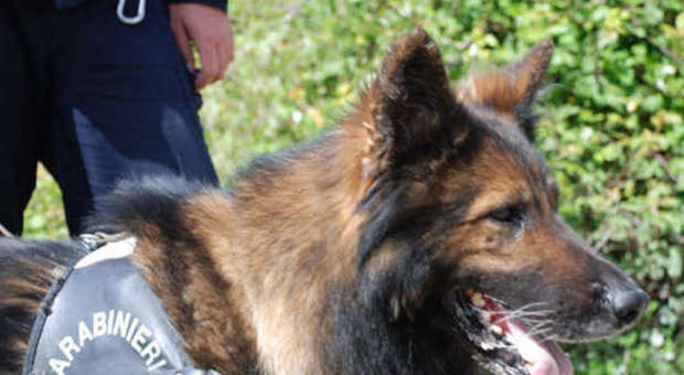Blitz con i cani a Campo Marzo Sequestrata droga, altre 4 denunce