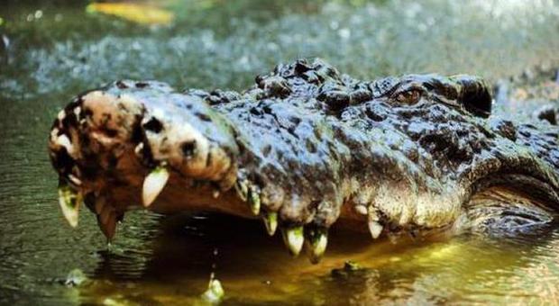 Il coccodrillo la trascina dentro il fiume: lei si salva colpendolo con il mestolo