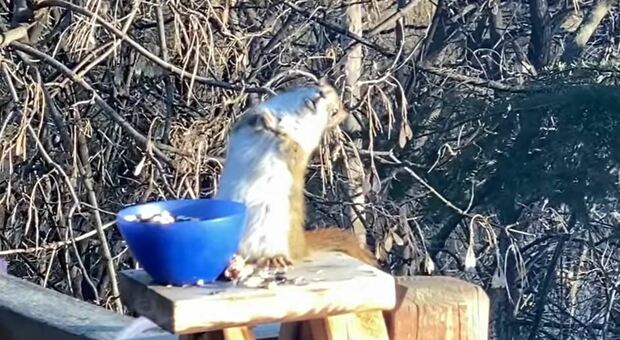 Lo scoiattolo ubriaco barcolla: aveva mangiato una pera fermentata, il video è virale