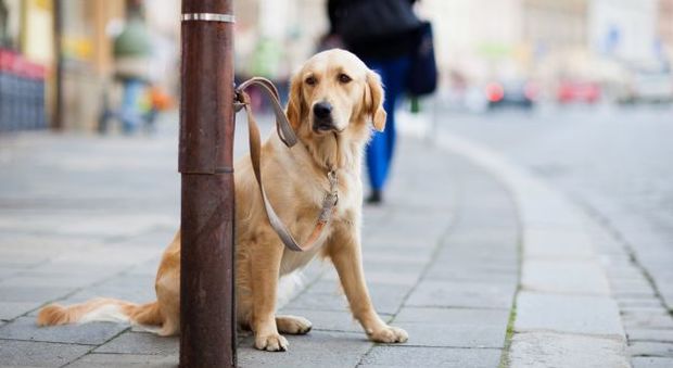 Contro l'abbandono dei cani: 500 calendari ma "solo" per i padroni