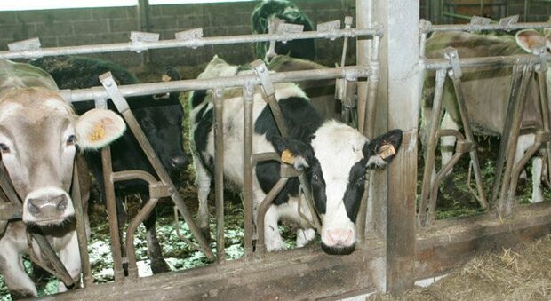 Scivola e cade a terra nella stalla, imprenditore agricolo muore schiacciato dalle sue mucche