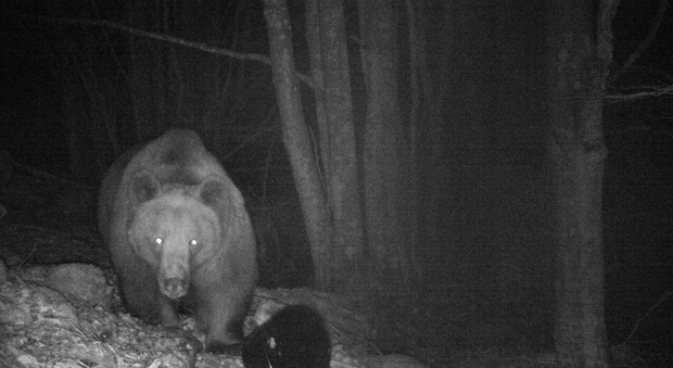 Trovato morto l'orso della Val di Non: è stato avvelenato