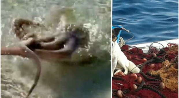 Polpo trascina in mare un cucciolo di cane e lo annega: choc a Palinuro