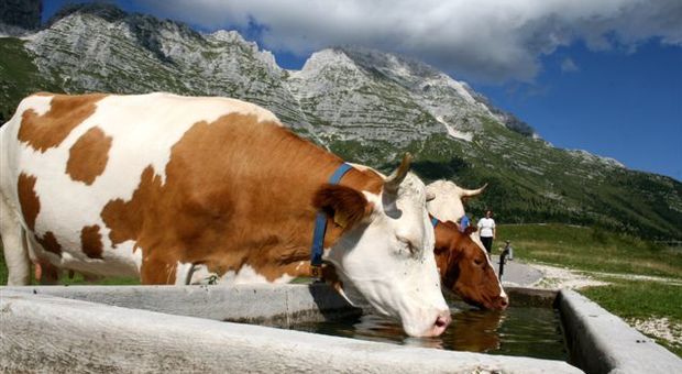 Le vacche sull'altopiano del Montasio