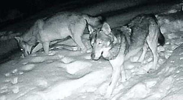 Scatta la fototrappola: coppia di lupi immortalata nella notte sul Cansiglio /Guarda