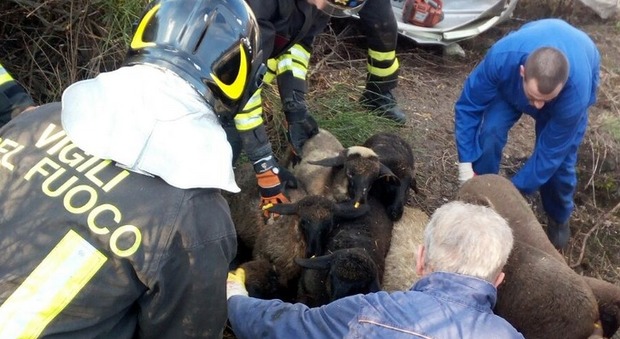 Perugia, camion con 700 agnelli si ribalta: morti un centinaio di animali
