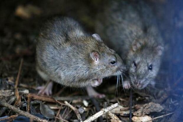 Incontrollabile invasione di topi devasta diverse zone rurali dell'Australia
