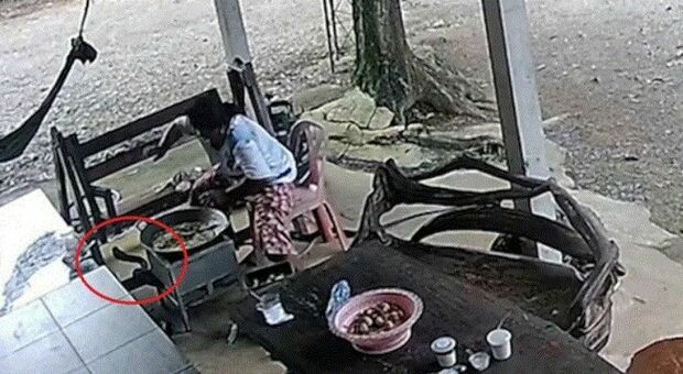 Cobra reale attacca una donna mentre cucina all'aperto, lei si salva per pochi centimetri: il video choc