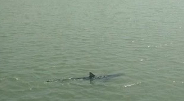 Ostia, uno squalo nuota nelle acque del Tevere Paura tra i diportisti di Fiumara Grande