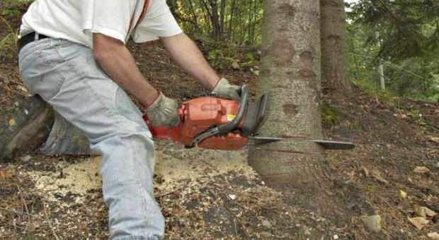 Pensionato 72enne muore schiacciato da un tronco mentre fa legna