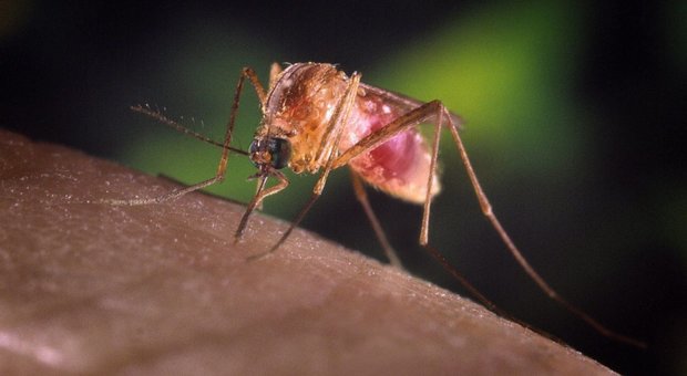 Zanzare, intere popolazioni di insetti eliminate con una modifica. Crisanti: «Strada aperta per sconfiggere la malaria»