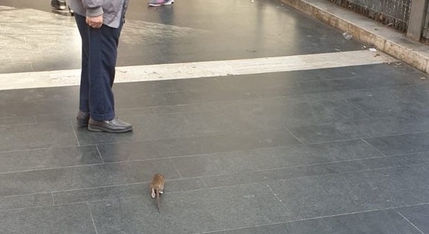 Roma, un topo gira indisturbato tra i passeggeri della Metro A