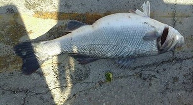 La spigola da 7 chili pescata a Numana