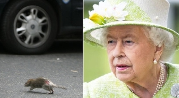 Topi invadono Buckingham Palace, Regina Elisabetta «inorridita»: task force anti-ratto