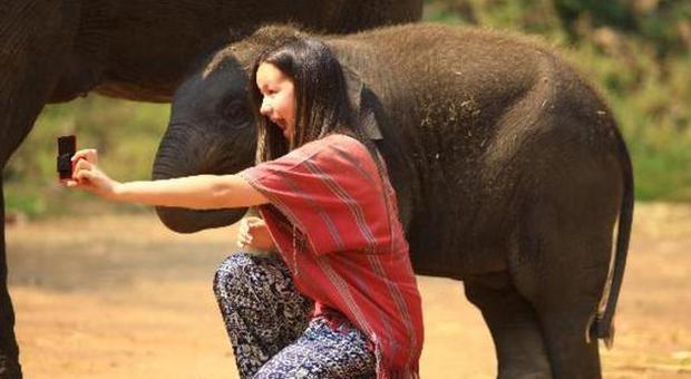 Fa un selfie con un elefante, turista calpestata e uccisa in India