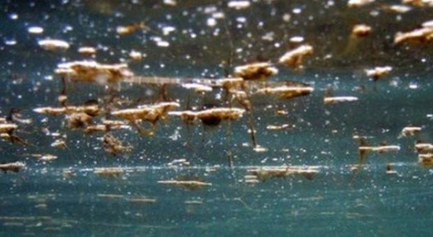 Caldo record in Italia, ed è allarme alghe tossiche: ecco cosa si rischia
