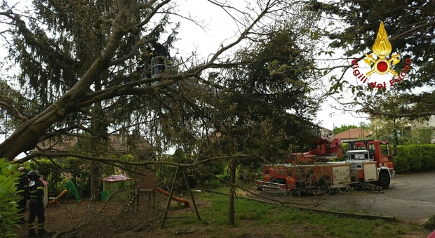L'albero caduto nel giardino dell'asilo