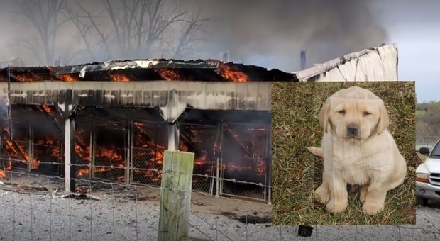 Il terribile incendio che ha ucciso tutti i cani tranne uno. (Immag e video pubbl su Fb da Doggy Style Kennels)