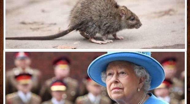 Regina Elisabetta, incubo topi: invasione a Buckingham Palace, scatta la task force anti-ratto
