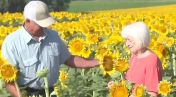 Nozze d'oro, il marito le regala un campo con 1,2 milioni di girasoli (piantati solo per lei): «Sono i suoi preferiti»