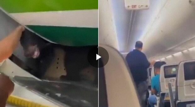 Orso scappa dalla gabbia nella stiva dell'aereo, il video incredibile su un volo per Dubai
