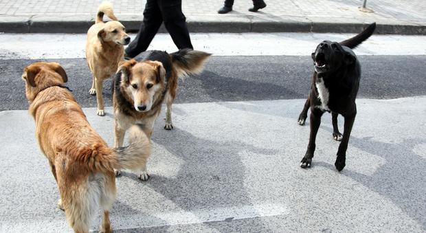 Catanzaro, tentano di impiccare cane: taglia di 20mila euro a chi darà notizie