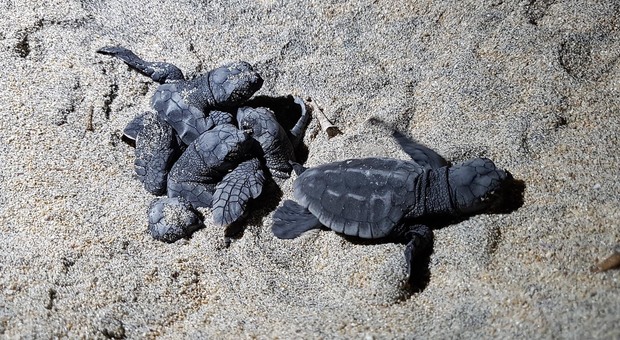 Seimila tartarughine nate sulle spiagge d'Italia. C'è anche la Puglia