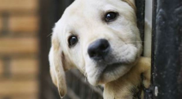 Adotti un cane? Il veterinario è gratis: in Puglia nuova legge per la tutela degli animali. «Libero accesso ovunque»