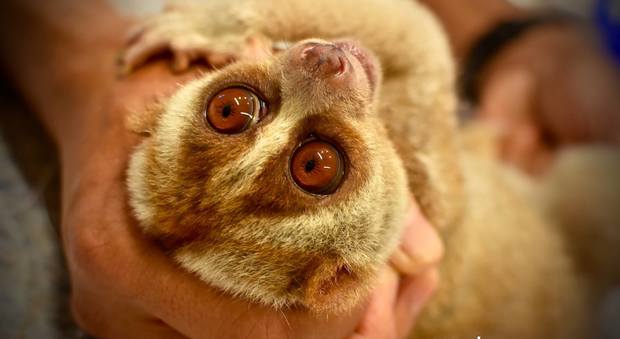 Le hanno strappato i denti per scattare i selfie con i turisti: scimmietta salvata dai volontari