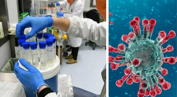 «Il virus era già negli Usa alla fine 2019»: il nuovo studio su 24mila campioni di sangue
