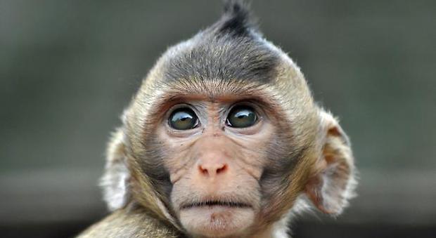Geni umani nel cervello delle scimmie: «Animali più intelligenti». Scoppia la polemica