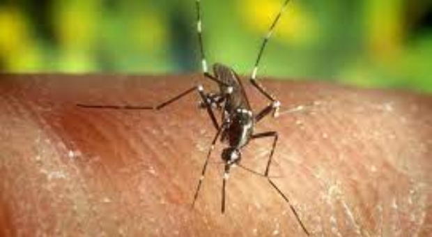 Dengue e caldo, il Comune di Roma anticipa le disinfestazioni anti-zanzare