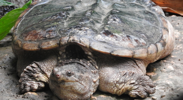 Tartaruga azzannatrice trovata in un tombino a Bologna: può essere un pericolo per l'uomo