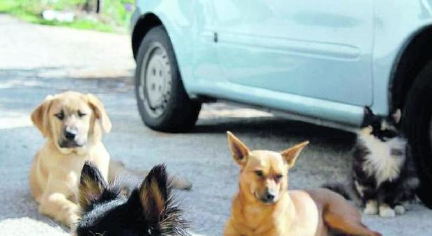 Avvelenati tre cani da guardia e due gatti, allarme e rabbia