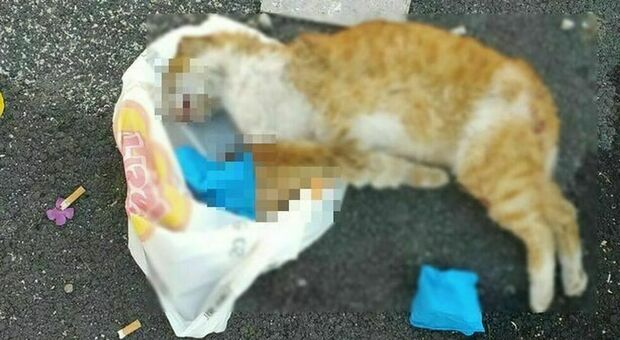 Palermo, spara ad un gatto e lo fa sbranare dai cani: il video diventa virale sui social