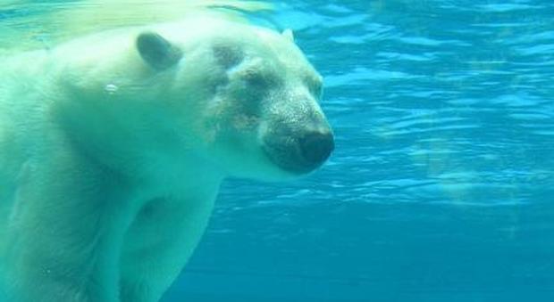 L'orso polare Yupik