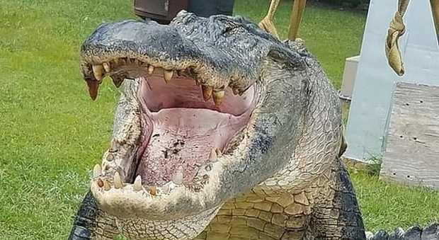 Alligatore da record catturato in Georgia: «Era grande come un mammut»
