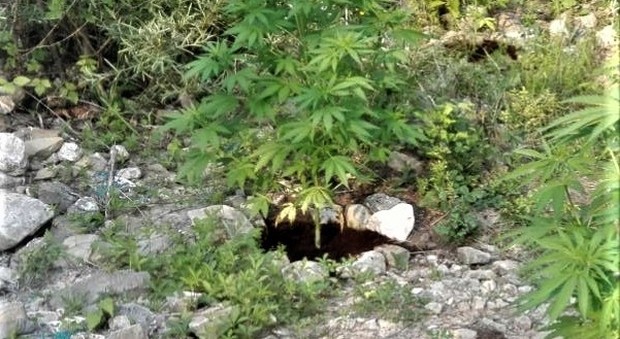 La piantagione di marijuana tra le rocce della montagna