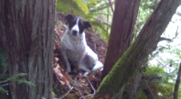 Muore d'infarto nel bosco: il suo cane gli resta accanto fino all'arrivo dei soccorsi